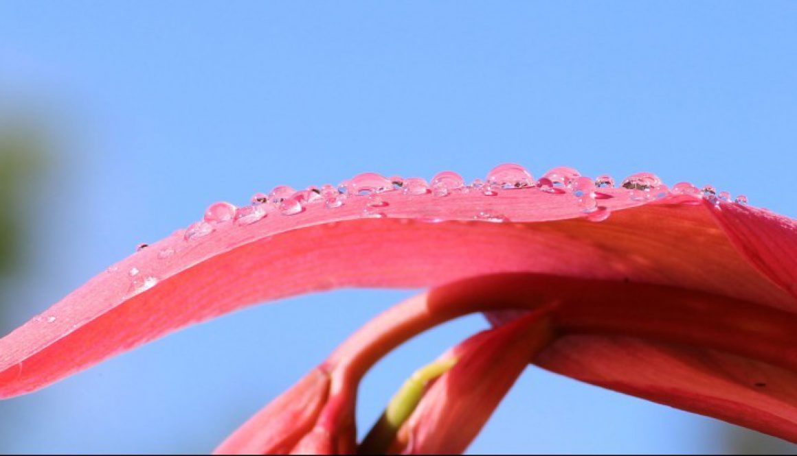 dew-drops