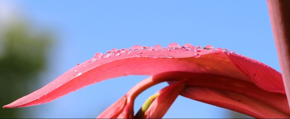 dew-drops